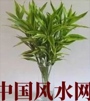 天门十二生肖养什么植物最旺财运？你知道吗！